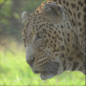 A leopard as seen through binoculars priced under EUR 150.