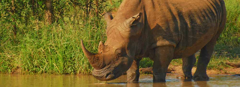 Tailor Made Safaris - Hlane Royal National Park - Rhino