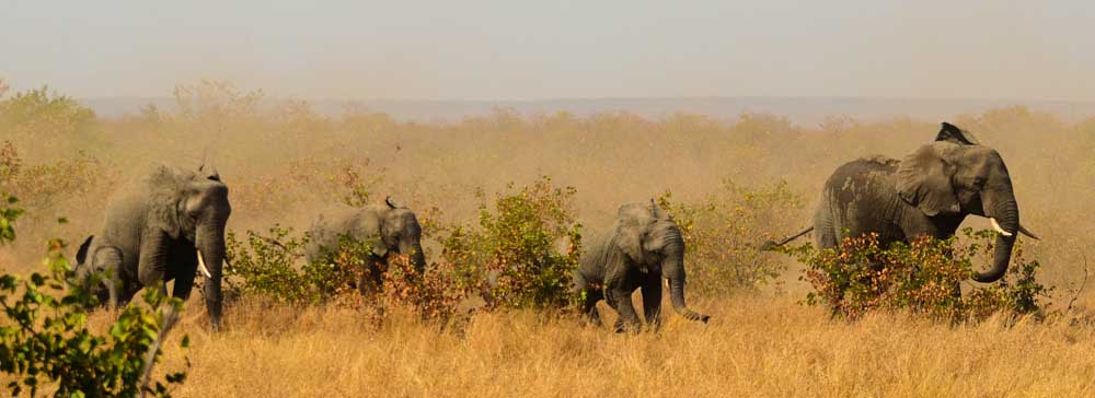 tailor made safaris - Kruger National Park - elephants