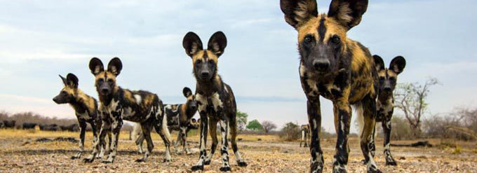 tailor made safaris - Madikwe Game reserve - wild dogs
