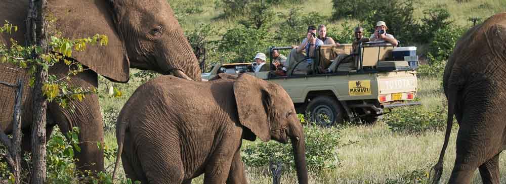 Tailor made safaris - Botswana - Mashatu - Tuli - Elephants