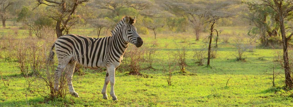 tailor made safaris - Mkuze game reserve - zebra