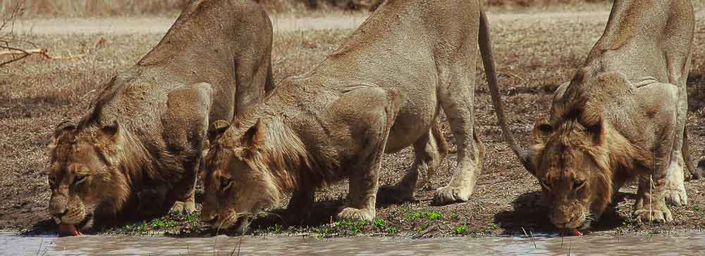 tailor made safaris - Pilanesberg national park - lions