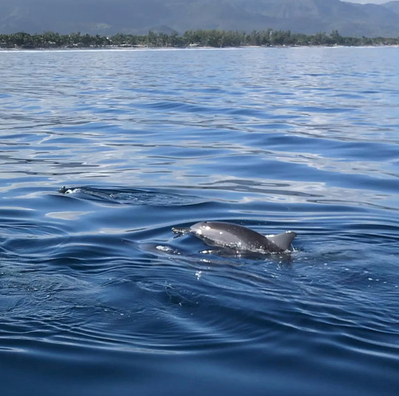Tailor Made Safaris - Swim with dolphins