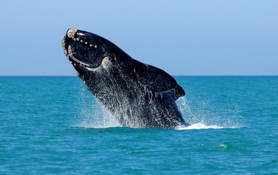 Tailor Made Safaris - Whale watching in Cape Town