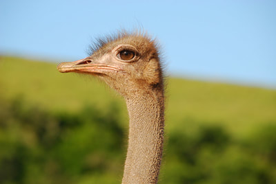 Tailor Made Safaris - Ostrich farm visit