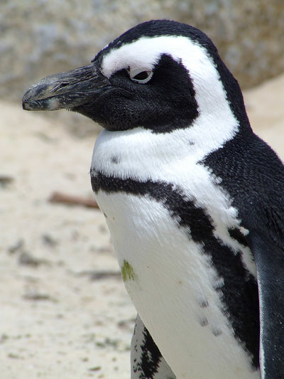 Tailor Made Safaris - Cape point penguins