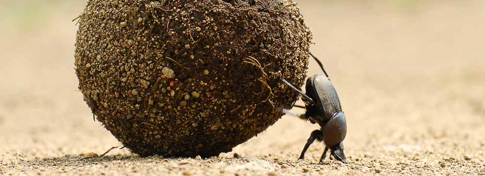 Tailor made safaris - dung beetle