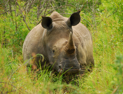 Tailor made safaris - Rhino tracking walk