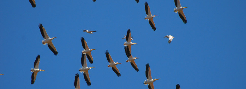 Tailor made safaris - migrating pelicans