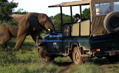 Tailor Made Safaris - guided game drives in Addo Elephant National Park