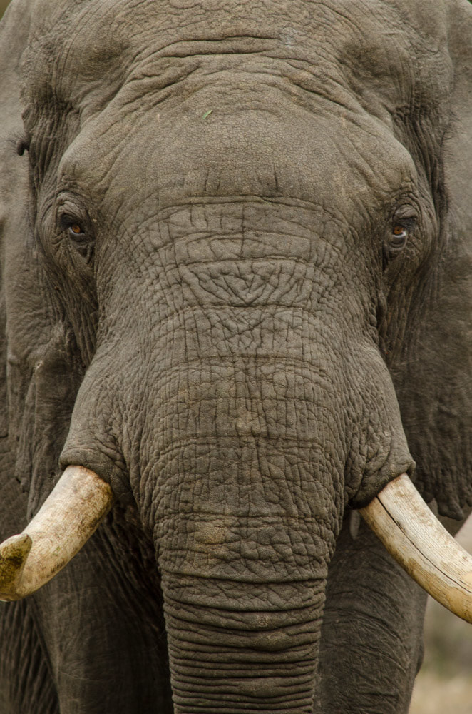Tailor made safaris - Elephant close up