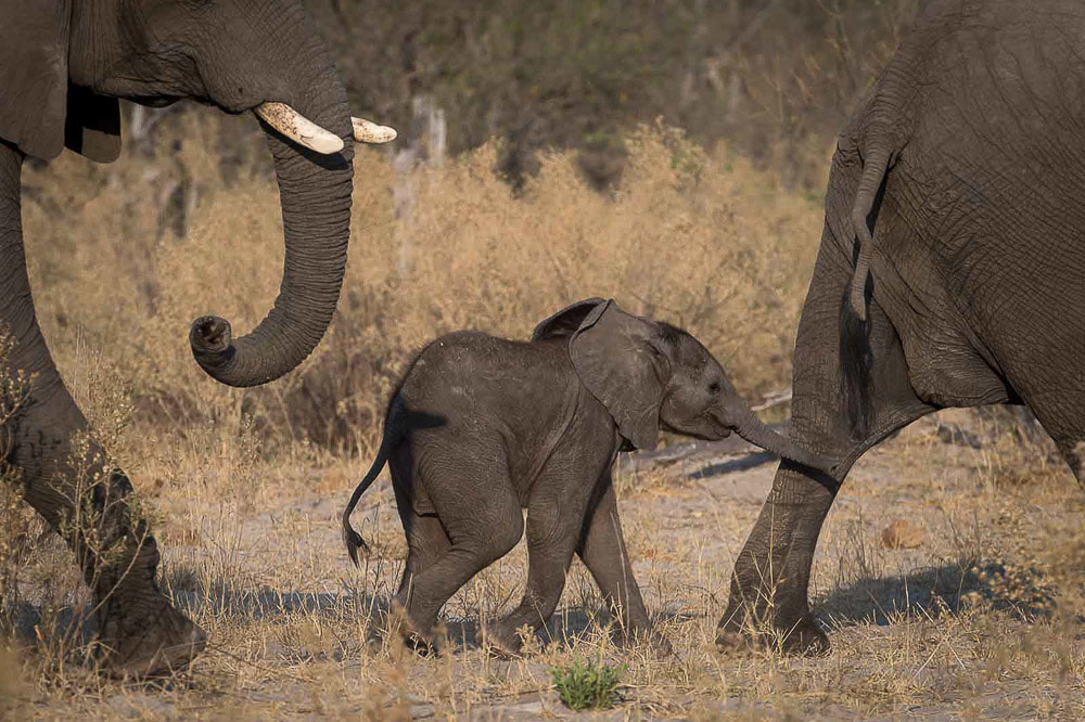 Tailor Made Safaris - Botswana - Tuskers Bush Camp - Elephant