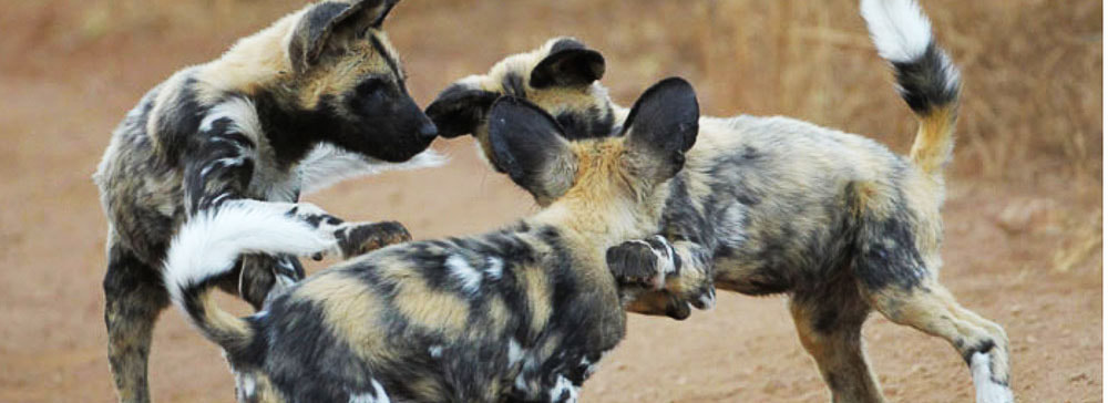 tailor made safaris - thanda private game reserve - wild dogs