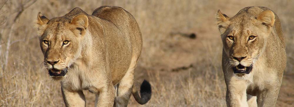 tailor made safaris - Timbavati private game reserve - lions