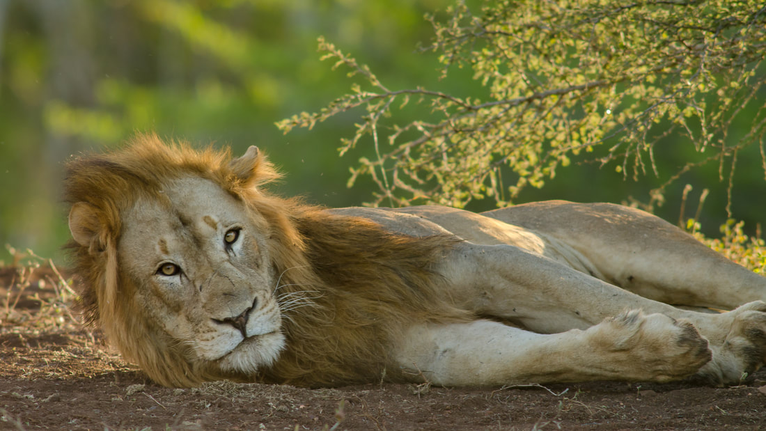 Tailor Made Safaris Lion