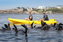 Tailor Made Safaris Hermanus Seals Sea Kayaking