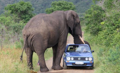 Tailor made safaris - keep away from an elephant in musth