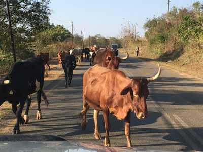 cattle on the road