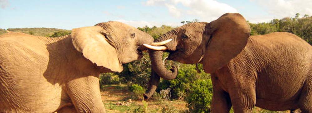 Tailor Made Safaris - Addo Elephant National Park