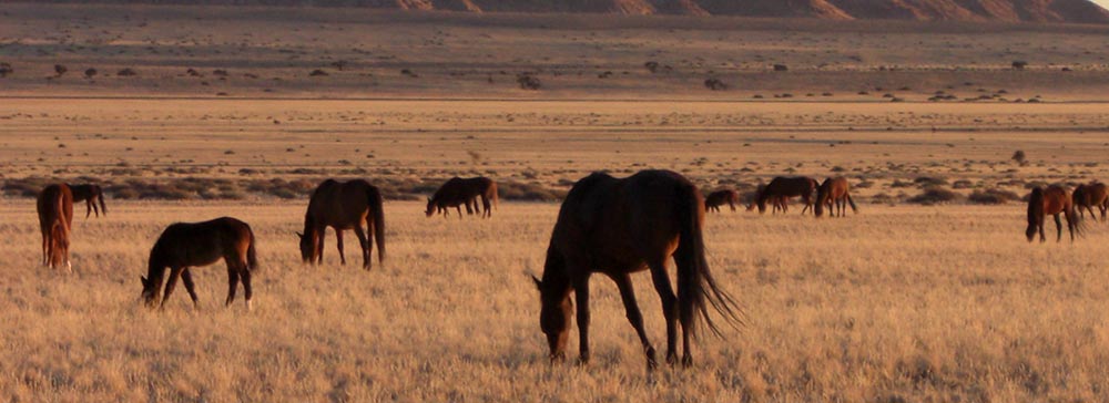 Tailor made safaris - And - wild horses