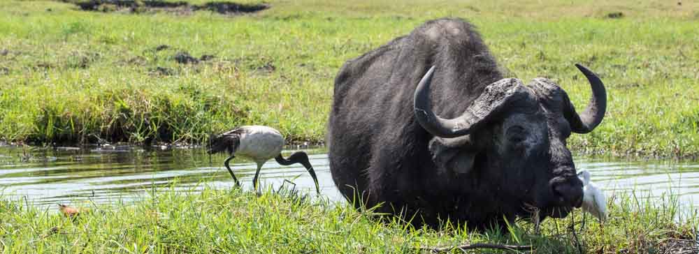 Tailor made safaris - Chobe national park - Buffalo