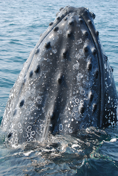 Tailor made safaris - whale watching - humpback whale