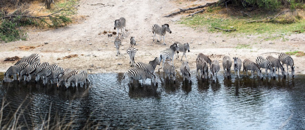Tailor Made Safaris - Botswana - Zebra 01