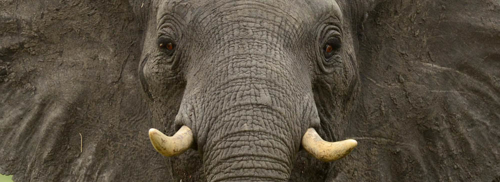 tailor made safaris - tembe elephant park