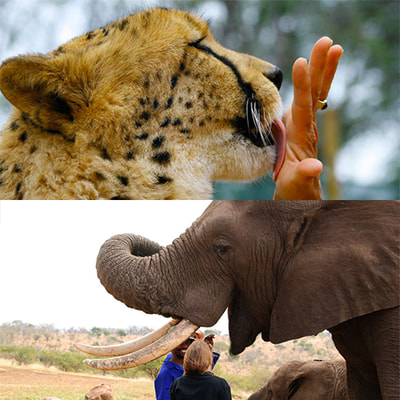Elephant and cheetah interaction
