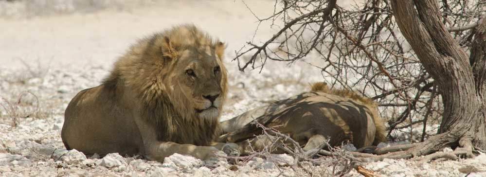 Tailor made safaris - Etosha National Park - Lions