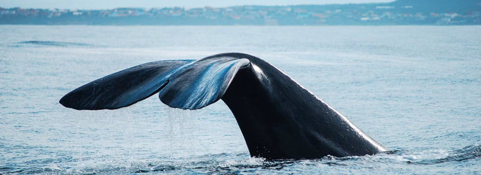 tailor made safaris - hermanus - gansbaai - whale watching