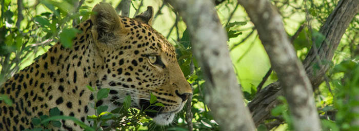 Go wild! Explore the Kruger and so much more...