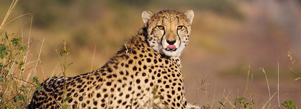 tailor made safaris - phinda private game reserve - cheetah