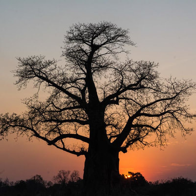 Tailor Made Safaris Baobab
