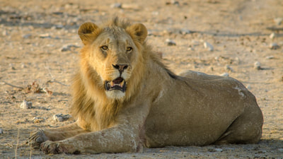 Tailor made safaris guided game drive Etosha - Lion