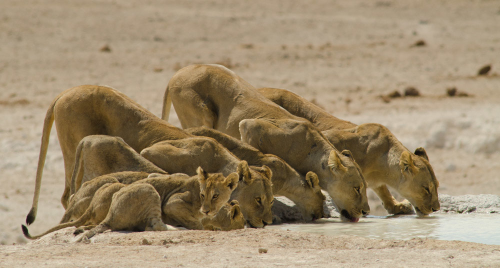 Tailor Made Safaris - Etosha National Park - Lion 10