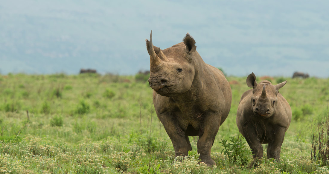 Tailor Made Safaris Black Rhino