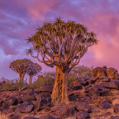 Tailor made safaris - Quiver tree forest