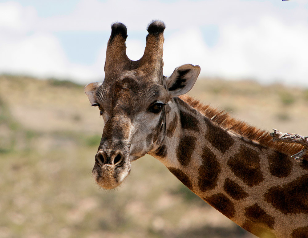 Tailor Made Safaris - Kgalagadi Transfrontier Park - Giraffe 001