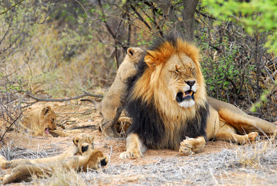 Tailor MAde Safaris - Guided game drives on the lookout for black mane lions