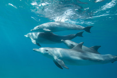 Tailor Made Safaris - Swim with wild dolphins in Mozambique