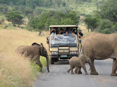 Tailor Made Safaris - guided game drives in Kruger National Park