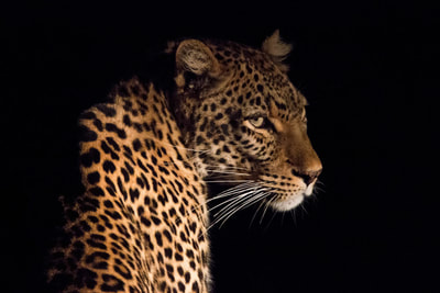 Tailor made safaris - Guided night drive botswana