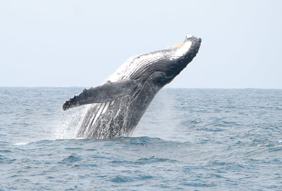 Whale watching St Lucia
