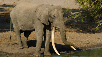 Big Tuskers in Tembe Elephant Park