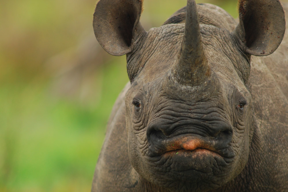 Tailor Made Safaris - Tembe Elephant Park - Black Rhino 02