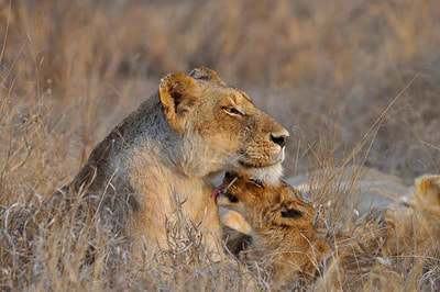 Tailor made safaris - guided game drives