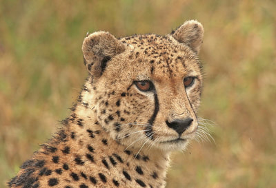 Tailor Made Safaris - Waterberg Plateau - Cheetah Interaction 01