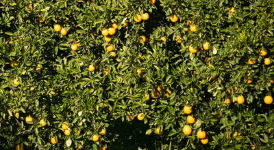 Tailor Made Safaris - citrus farm